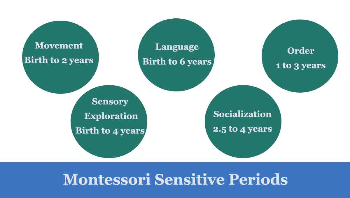 Montessori sensitive periods