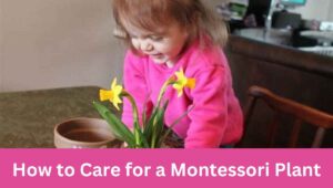 How to Care for a Montessori Plant